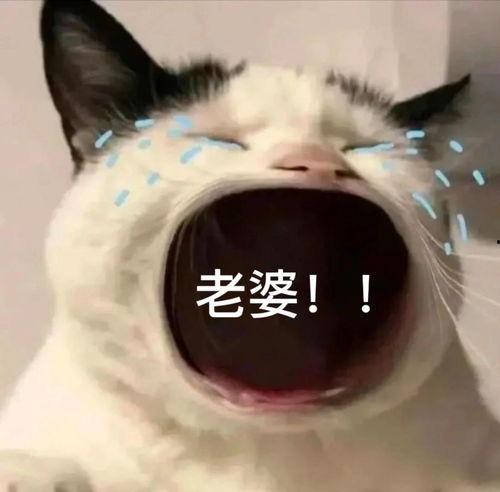 娃娘表情包,萌态百出，笑点连连